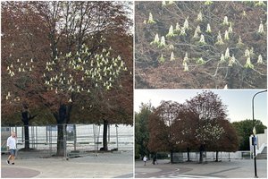 Naujamiestyje užfiksavo neįprastą vaizdą: rugsėjo pabaigoje pražydo kaštonas