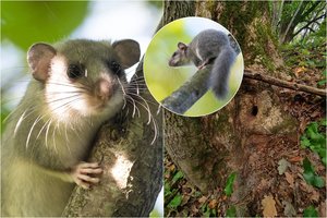 Šiemet šių ypatingų gyvūnų Neries regioniniame parke suskaičiuota mažiau: paaiškino, kas tai lemia