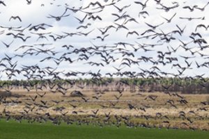 Džiugina gamtininkus, pykdo ūkininkus: tyrimas atskleidė, kiek žalos pasėliams iš tikrųjų padaro migruojančios žąsys