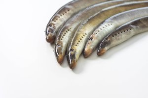 Tikra gamtos įdomybė: jūrų vampyrės, išgyvenusius mažiausiai keturis masinius išnykimus