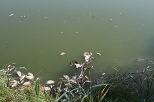 A. Gedvilienė kreipiasi į institucijas dėl Pilvės-Vabalkšnės tvenkinyje išgaišusių žuvų