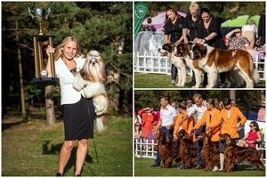Trijų dienų šunų paroda Palangoje užbaigė vasaros sezoną: aukščiausią įvertinimą pelnė jaunas ši cu iš Lietuvos