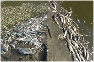 „Vaizdas kaip po atominio karo“: Kazlų Rūdos tvenkinyje – begalės kritusių žuvų, šaukiamas pasitarimas dėl ekstremalios padėties