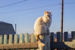 Tarp kaimynių nesantaiką įplieskė storas katinas: visus nusikaltimo įkalčius teko slėpti kieme