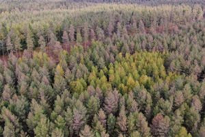 Miškus toliau niokoja kenkėjai: stichinė nelaimė skelbiama dar dviejose savivaldybėse