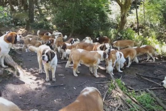 Senbernarų veislės šunys išlieka pagalba žmonėms: nors alpinistus gelbsti vis rečiau, padeda kitur