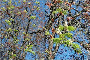 Kaštonai pražydo ir Kaune: skleidžiasi ir žiedai, ir lapai