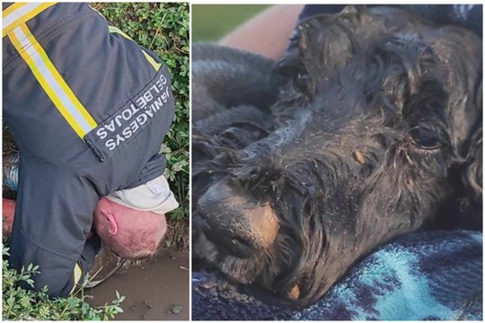 Sėkminga Bakio gelbėjimo operacija: iš vamzdžio ugniagesiai keturkojį išvadavo neįprastu būdu.