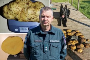 Panevėžietis sulaukė neįtikėtino bulvių derliaus: svarbiausia jo sėkmingo daržo formulė priblokš daugelį