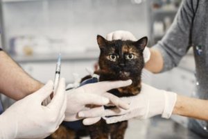 Įspėja dėl nepagydomos ligos augintiniams: apsaugoti – tik vienas būdas