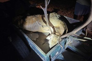 Aptiko neteisėtai sumedžiotą taurųjį elnią: neteko visureigio bei priekabos, o atlyginti teks ir 8 tūkst. eurų žalą gamtai