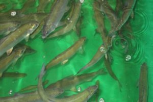 Geros žinios užsiimantiems žuvininkyste: numatoma 4 mln. eurų parama