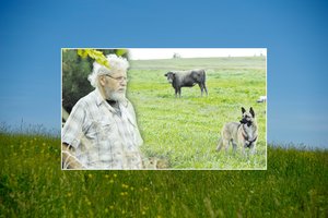 Besikandžiojantys šunys išgąsdino jautį: šeimininkas gyvulio net pagirdyti negali, bijo, kad pats paklius į nasrus