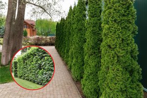 Ką svarbiausia įsivertinti savo kieme, kad išsirinktumėte tinkamiausią gyvatvorę – yra du dalykai