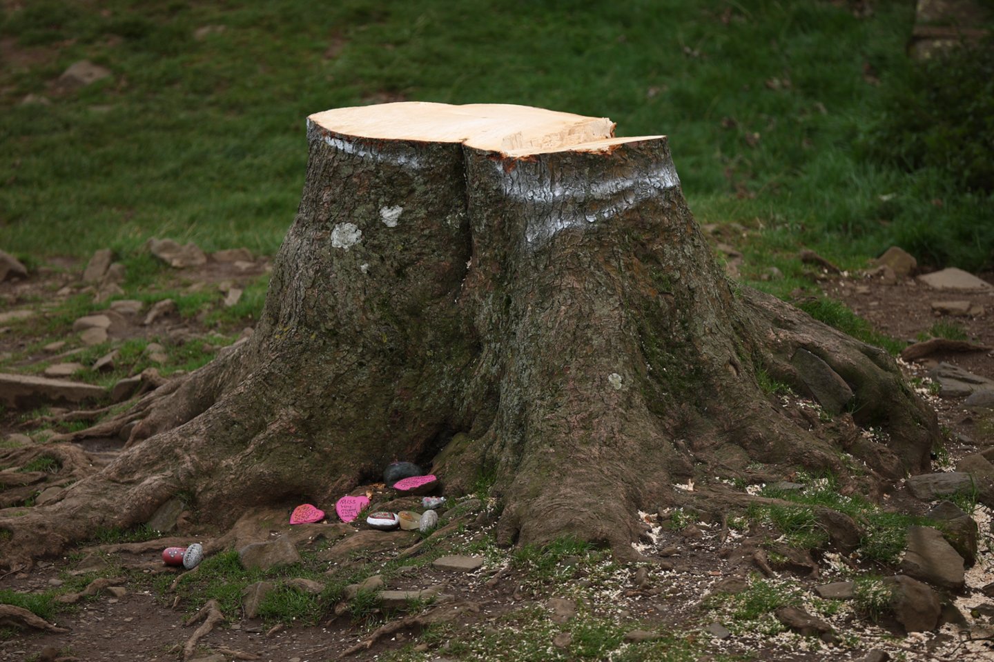 Šiaurės Anglijoje nupjovus „Robino Hudo“ medį, sulaikytas dar vienas įtariamasis.<br> EPA/ELTA nuotr.