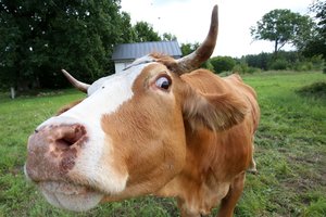 Siūlo, kad žemės ūkyje naudojamas NT nebūtų apmokestintas: mano, kad tai tik pakeltų maisto kainas