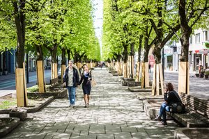 Aiškinsis, ar Laisvės alėjos rekonstrukcija nepakenkė joje augančioms liepoms