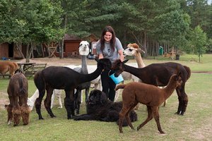 Vėsta orai, vėsta ir nuotaikos: alpakų augintojai papasakojo, kaip šie gyvūnai keičiasi skirtingais metų laikais