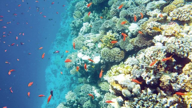 Surinkti pinigai koralinių rifų tausojimui: sieks apsaugoti nuo taršos ir perteklinės žvejybos