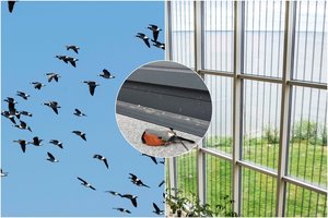 Langų stiklai – mirtinas pavojus milijonams sparnuočių: padėti gali paprasta ir nebrangi priemonė