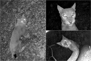 Nuotaikingi vaizdai iš Pagramančio regioninio parko: medyje kabanti kamera sudomino įspūdingą plėšrūną