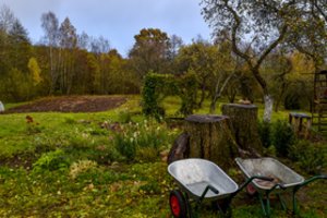 Ekspertė pataria neskubėti nupjauti nužydėjusių gėlynų: rudenį ir žiemą jie naudingi gyvūnams