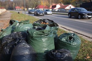 Specialistai primena pasirūpinti krentančiais lapais: to nepadarius gali tekti kovoti su augalus užklupusiomis ligomis