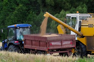 Lietuviškų grūdų derlius šiemet – 7 mln. tonų