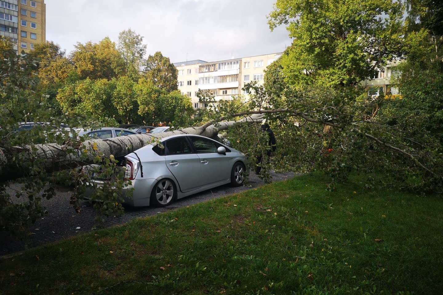 Vilniuje, Savanorių gatvėje, nuvirtęs medis apgadino kelis automobilius.<br>Facebook/„Reidas Vilniuje“ nuotr.