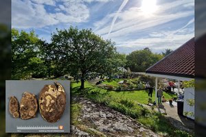 Įspūdinga sėkmė: ieškojo pamesto auskaro, bet rado vikingų lobį