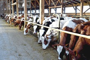 Pienininkystės ūkiai jau pateikė 23 paraiškas, kuriose prašoma 24,5 mln. eurų ES paramos