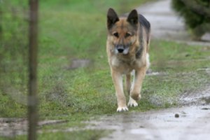 Nėščią moterį užpuolusio vilkšunio šeimininkė tapo nukentėjusia: šiauliečiui įniršis kainuos brangiai