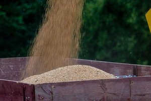 Varšuvai, Kijevui ir Vilniui sutarus dėl grūdų tranzito, G. Nausėda klausimą aptars su Lenkijos premjeru