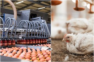 Siekiate įsigyti aukščiausios kokybės vištienos ir kiaušinių – atkreipkite dėmesį į tai, kokiomis sąlygomis laikomi paukščiai