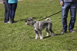 Įspėja augintinių šeimininkus: pasivaikščiojimas Kauno parke gali būti lemtingas