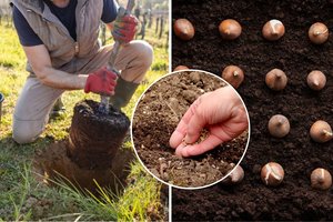 Pasodinkite šias daržo gėrybes jau dabar – pavasarį derliaus sulauksite pirmieji