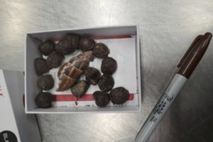 JAV muitinės pareigūnai atėmė žirafos mėšlą, iš kurio keleivė norėjo padaryti karolius