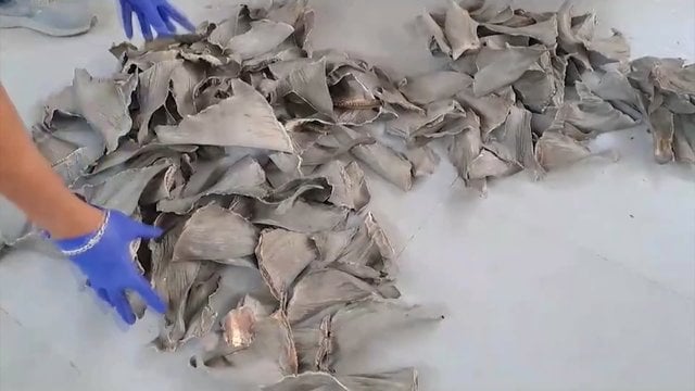 Nei pinigų, nei delikatesinės sriubos: Peru konfiskavo daugiau nei 1600 nykstančių ryklių pelekų