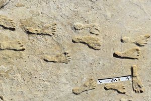 Ginčai baigti? Naujas tyrimas patvirtino, kad pirmieji Šiaurės Amerikos žmonės čia atvyko daug seniau nei manyta