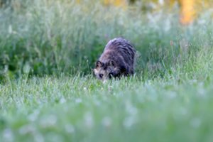 Savaitgalį ugniagesių pagalbos prireikė ne tik žmonėms: iš šulinio išgelbėtas usūrinis šuo