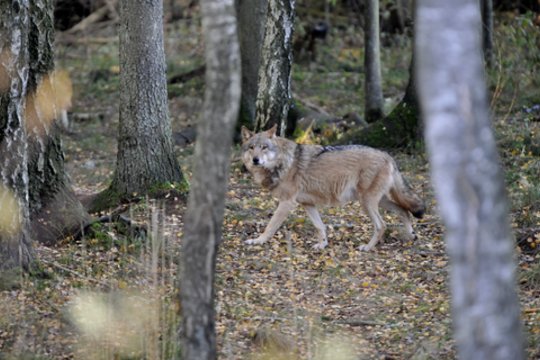 Naujame medžioklės sezone bus galima sumedžioti 341 vilką