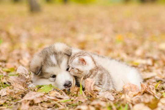 Prasidėjus lietingam sezonui – veterinarės patarimai, kaip apsaugoti augintinį nuo pavojų