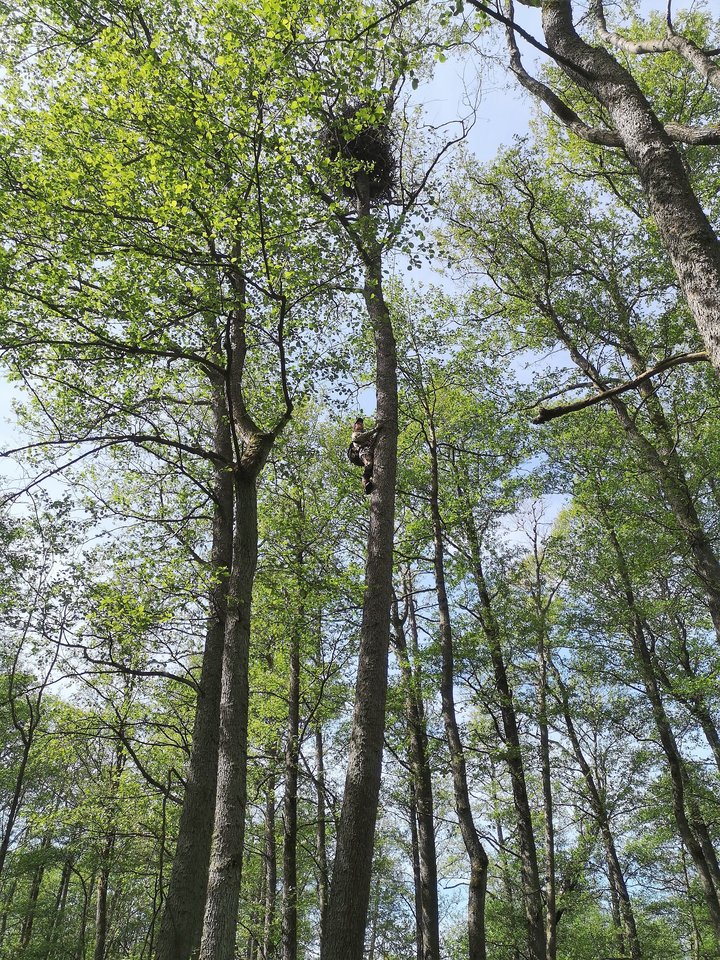 Aukštai medžiuose sukrautus erelių lizdus sudėtinga pasiekti.<br>R.Kubiliaus nuotr.