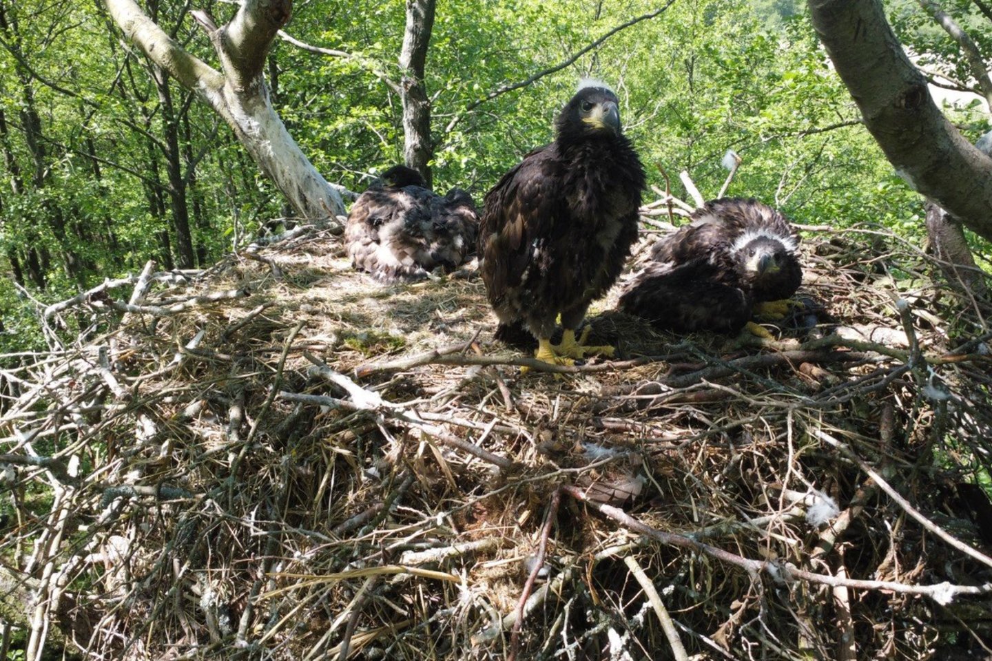 Šiais metais Nemuno deltos miškuose tik viename lizde pavyko aptikti tris jauniklius.<br>V.Eigirdo nuotr.