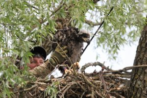 Baigta jūrinių erelių stebėsena pamaryje: aptikta net 12 naujų lizdų