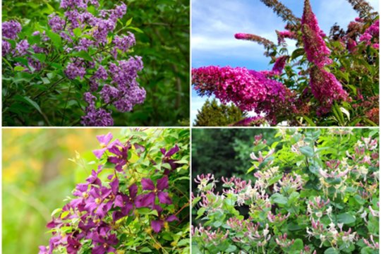 Daugiamečiai ilgai žydintys krūmai: kurie jų nereiklūs mūsų klimatui ir greitai augantys 