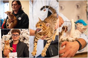 Tarptautinėje kačių parodoje Raudondvaryje – orientalo iš Ukrainos triumfas: žmones sužavėjo raudonkailių šou