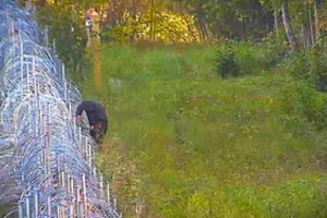 Ignalinos ir Švenčionių rajonuose pasieniečiai baidė fizinį barjerą gadinusius baltarusius