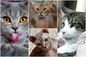 Kuri kačių veislė geriausiai tinka jūsų Zodiako ženklui? Žvaigždės tarė žodį