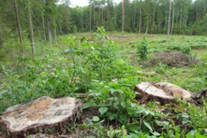 Miškų valdytojams numatyta beveik 1,2 mln. eurų parama